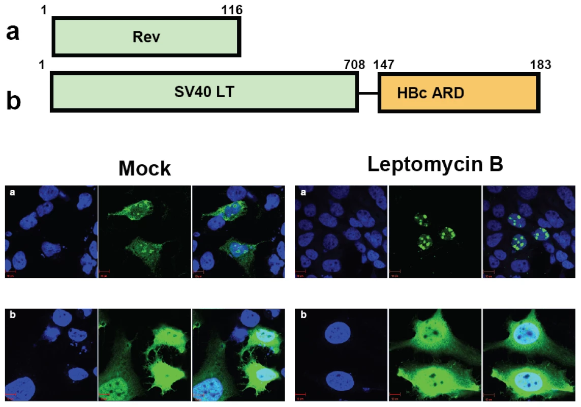 Wild type HBc ARD is leptomycin B resistant, suggesting that HBc ARD does not contain a CRM-1 dependent NES.