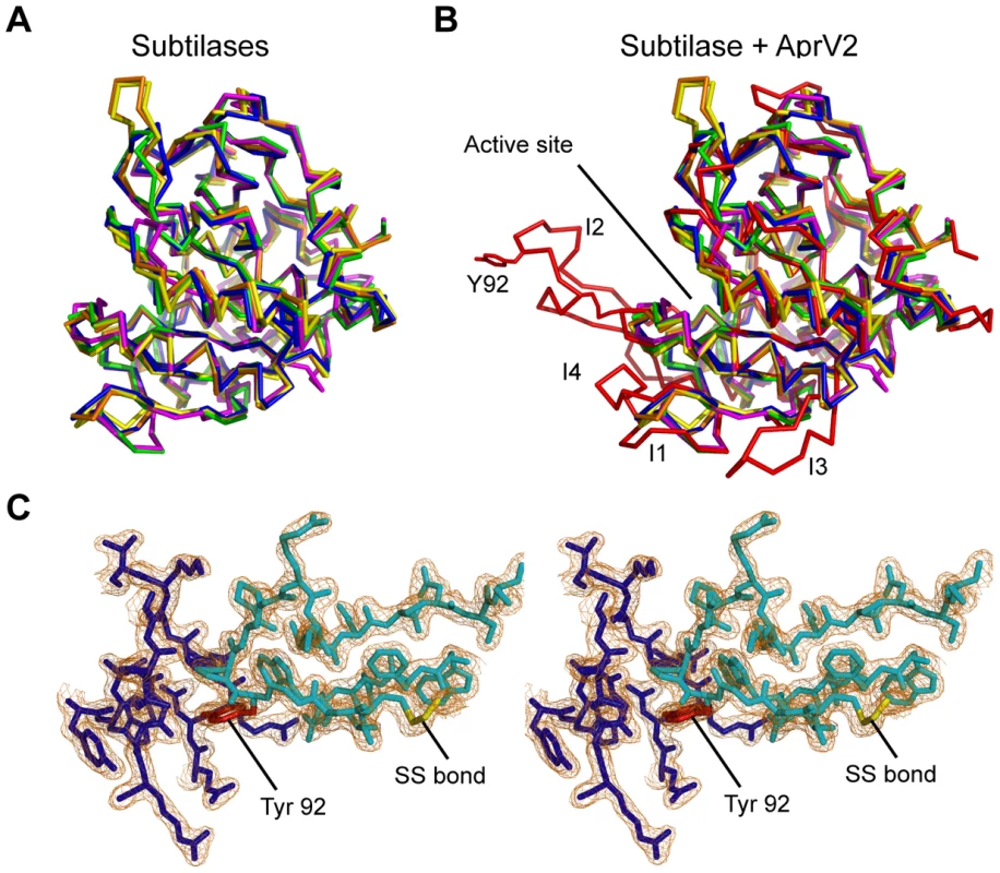 AprV2 contains a novel disulfide tethered loop.