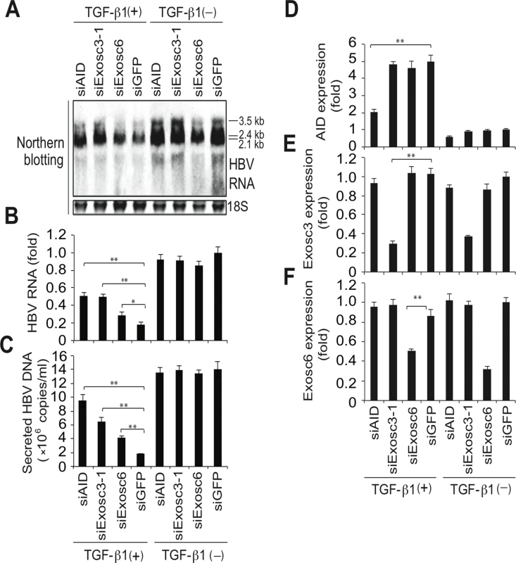 TGF-β1-mediated downregulation of HBV transcripts requires RNA exosome proteins.