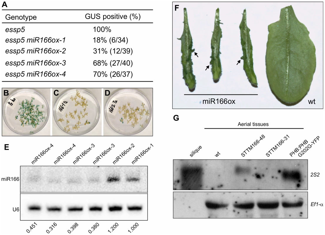 Over-Expression of miRNA166 Rescues the <i>essp5</i> GUS Phenotype, and Loss of miR166 Causes Ectopic Expression of Seed Maturation Genes.