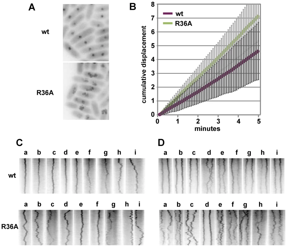 Effect of R36A mutation on mini-F movement.