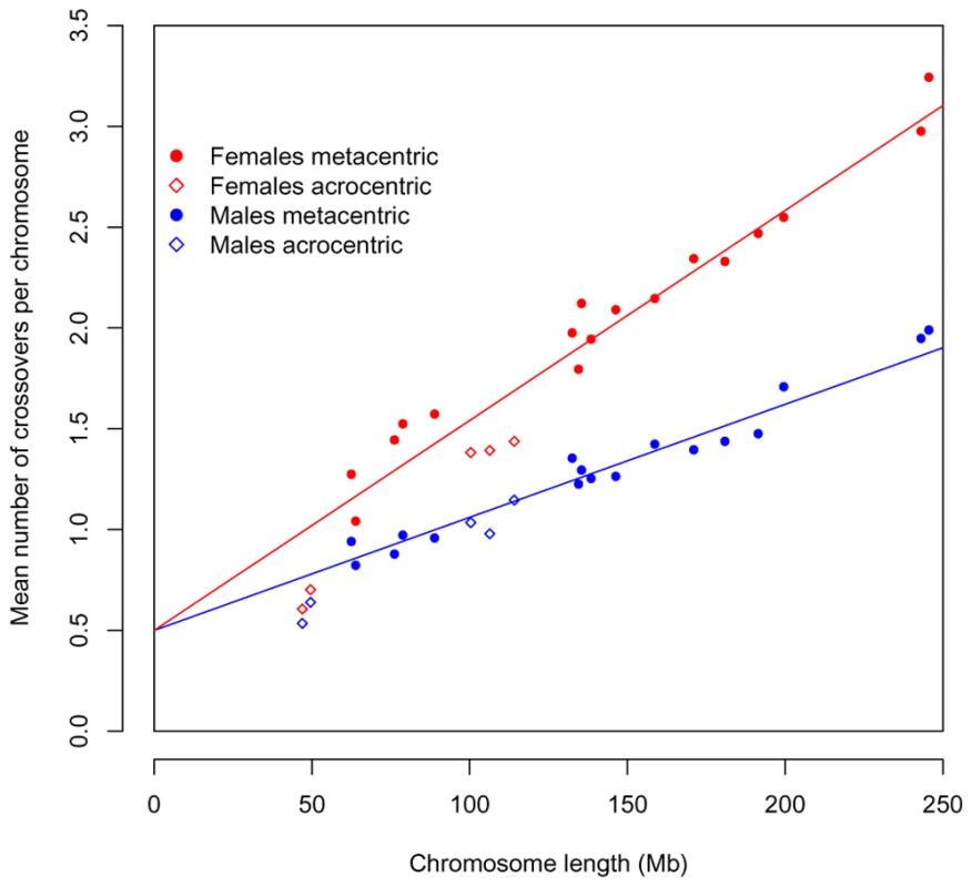 The total recombination rate per chromosome, in males and females, as predicted by an obligate chiasma per bivalent (i.e, an intercept at 0.5 crossovers per gamete) and the physical length of the chromosome.