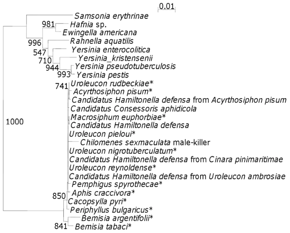 16S rDNA phylogenetic tree indicating the position of the <i>C. sexmaculata</i> male-killer amongst closely related bacteria.