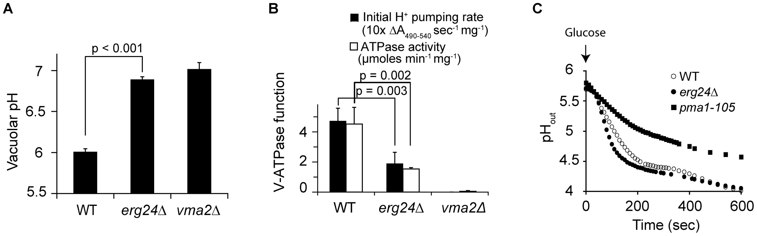 ERG24 deletion impairs the function of V-ATPase but not Pma1p.