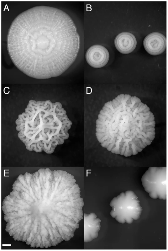Strain-specific variation in complex colony morphotype.