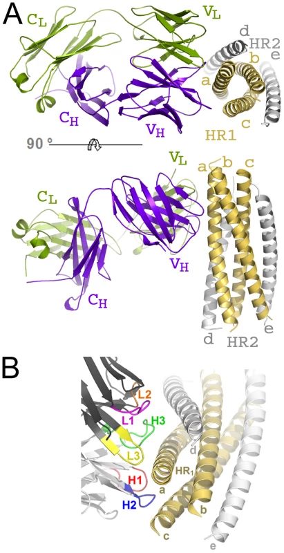 HK20 Fab binds to a conserved epitope on gp41 HR1.