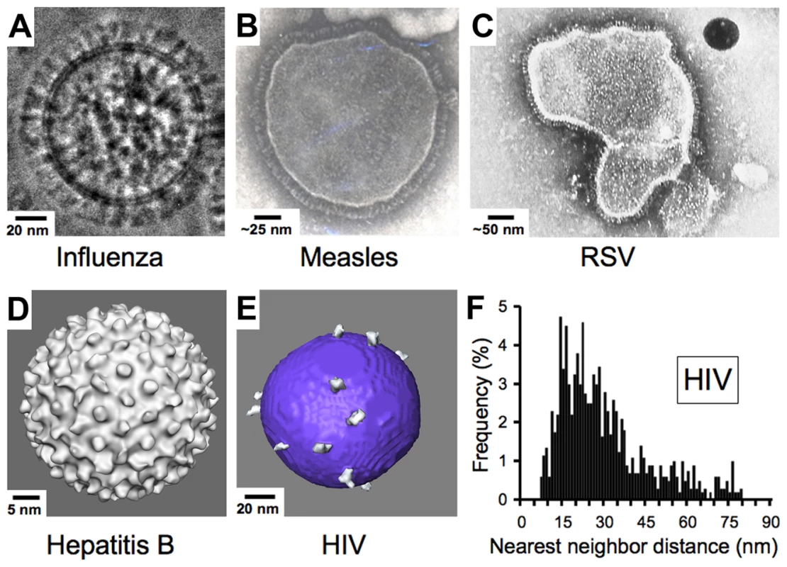 Comparison of enveloped viruses and nearest neighbor distances for HIV envelope spikes.