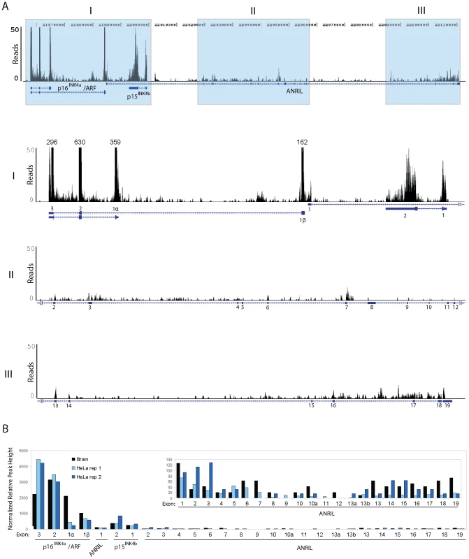 RNA Sequencing of <i>ANRIL</i> transcripts.