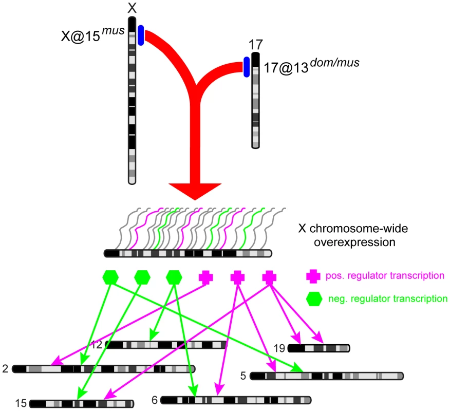 Model of genome-wide expression effects caused by X-17 interaction.