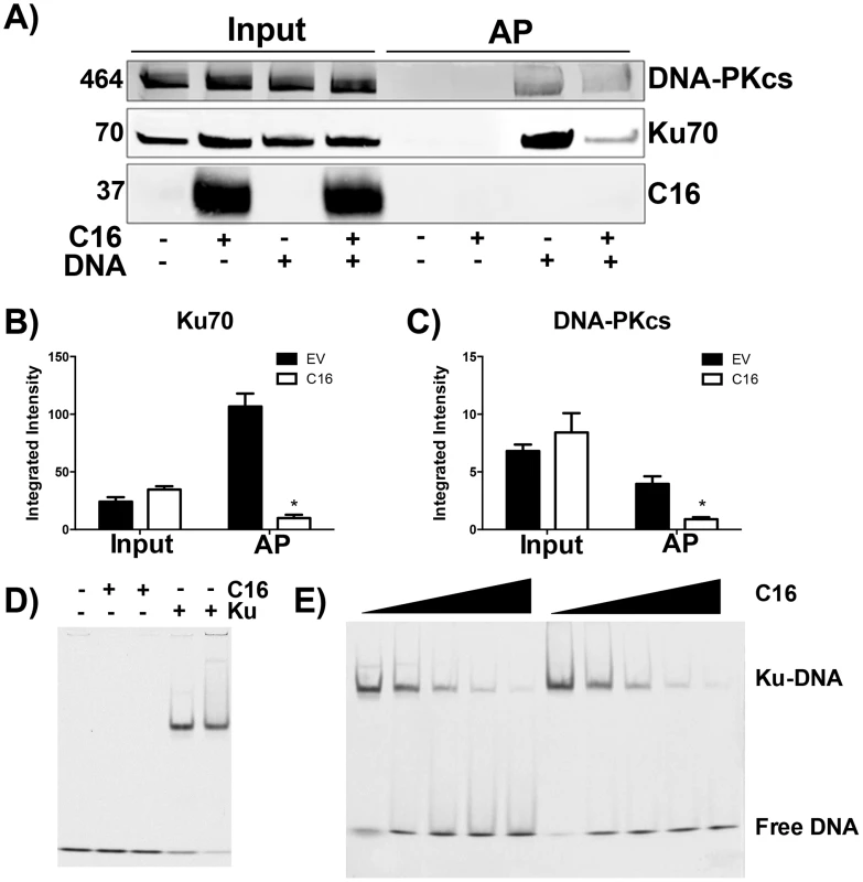 C16 affects binding of DNA-PK to DNA.