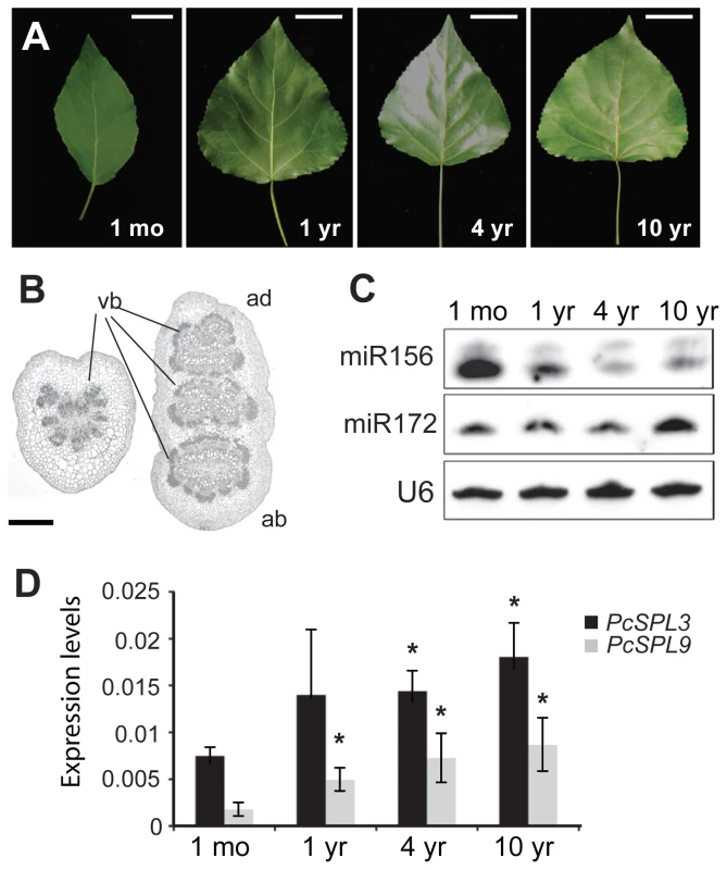 Vegetative phase change and miRNA expression in <i>P. x canadensis</i>.