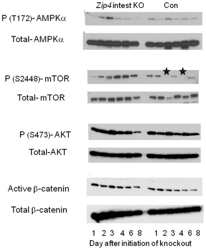 Western blot analysis of phosphorylated and total AMPKα, mTOR1, AKT, and β-catenin in the liver after intestine-specific deletion of <i>Zip4</i>.