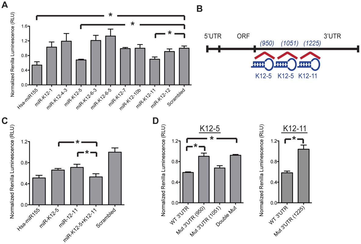 KSHV-encoded miRNAs directly target 3′UTR of AID.