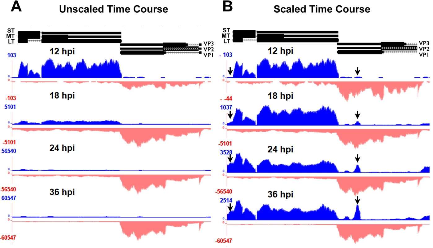 Alignment of time course reads to the Py59RA genome.