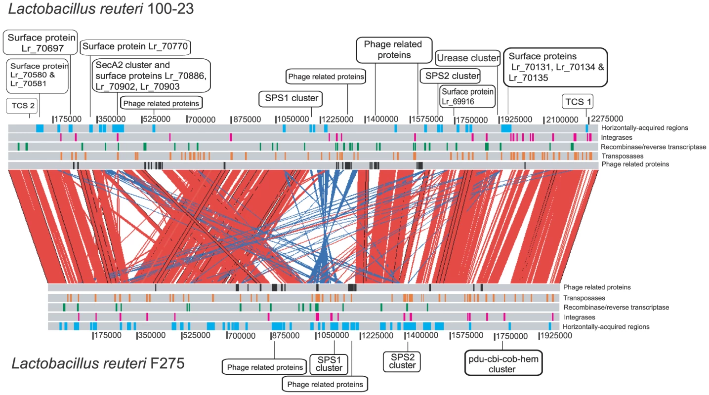 Pair-wise genomic comparisons between <i>L. reuteri</i> strains 100-23 and F275.