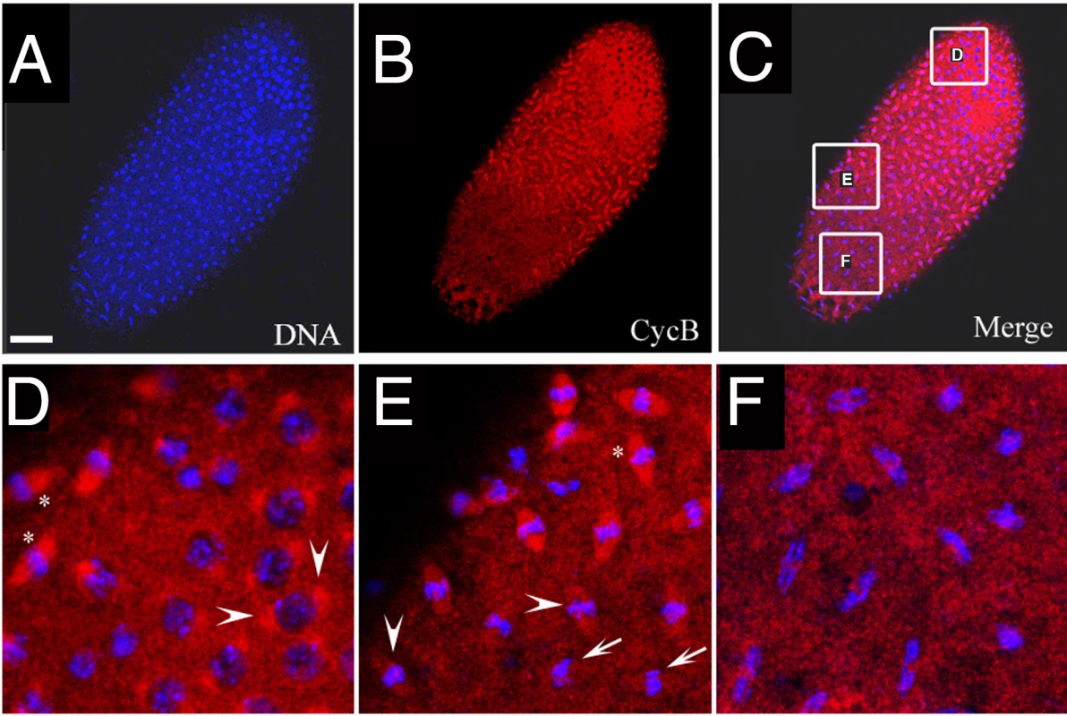 Cyclin B distribution in asynchronous mitoses of <i>xpd<sup>eE</sup></i> embryos.
