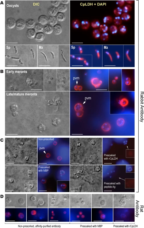 Immunofluorescence microscopic detection of CpLDH in different <i>C</i>. <i>parvum</i> life cycle stages.