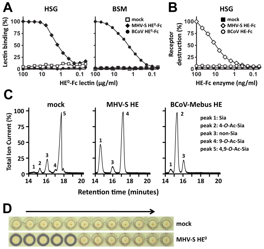 HE-Fc fusion protein displays proper receptor-binding and enzymatic activities.