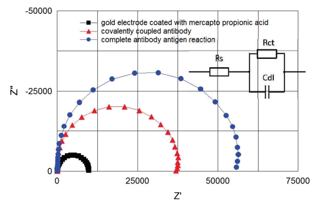 Cole-Cole plots of spectra between 100 kHz and 1 Hz. Plots correspond to the electrode coated with mercapto propionic acid (B) to covalently coupled antibody (E) and to complete antibody antigen reaction (F). Plots correspond to the steps of figure 5 and were recorded from the same measurement. Randles model for fitting the obtained curves is shown on the right.