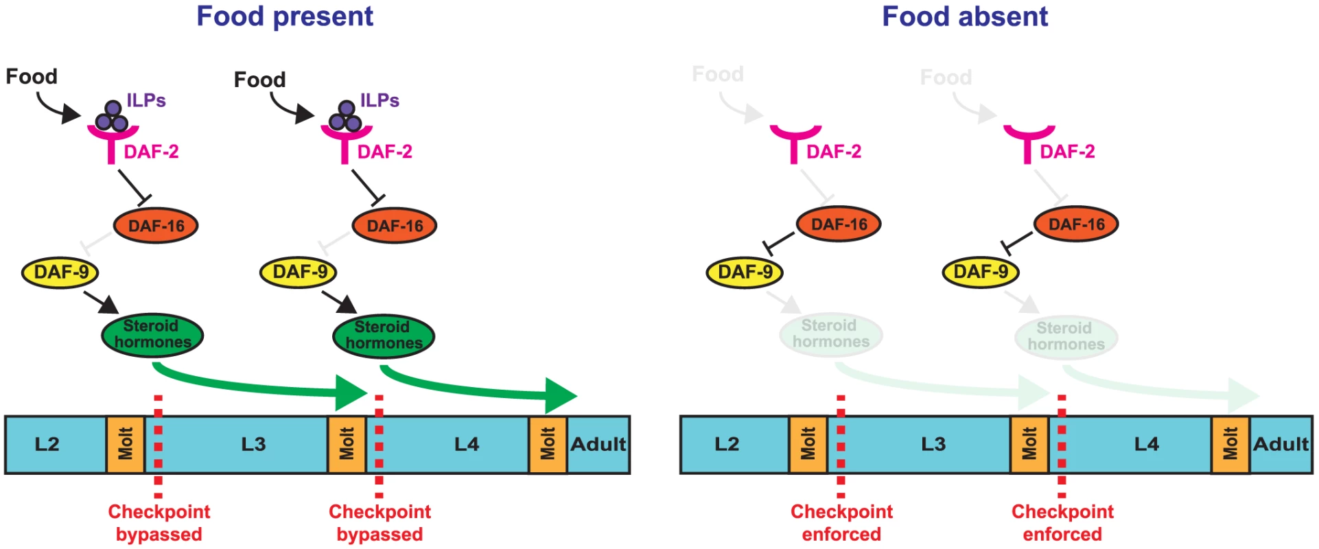 Model for nutritional regulation of L3 and L4 larval stage progressions.