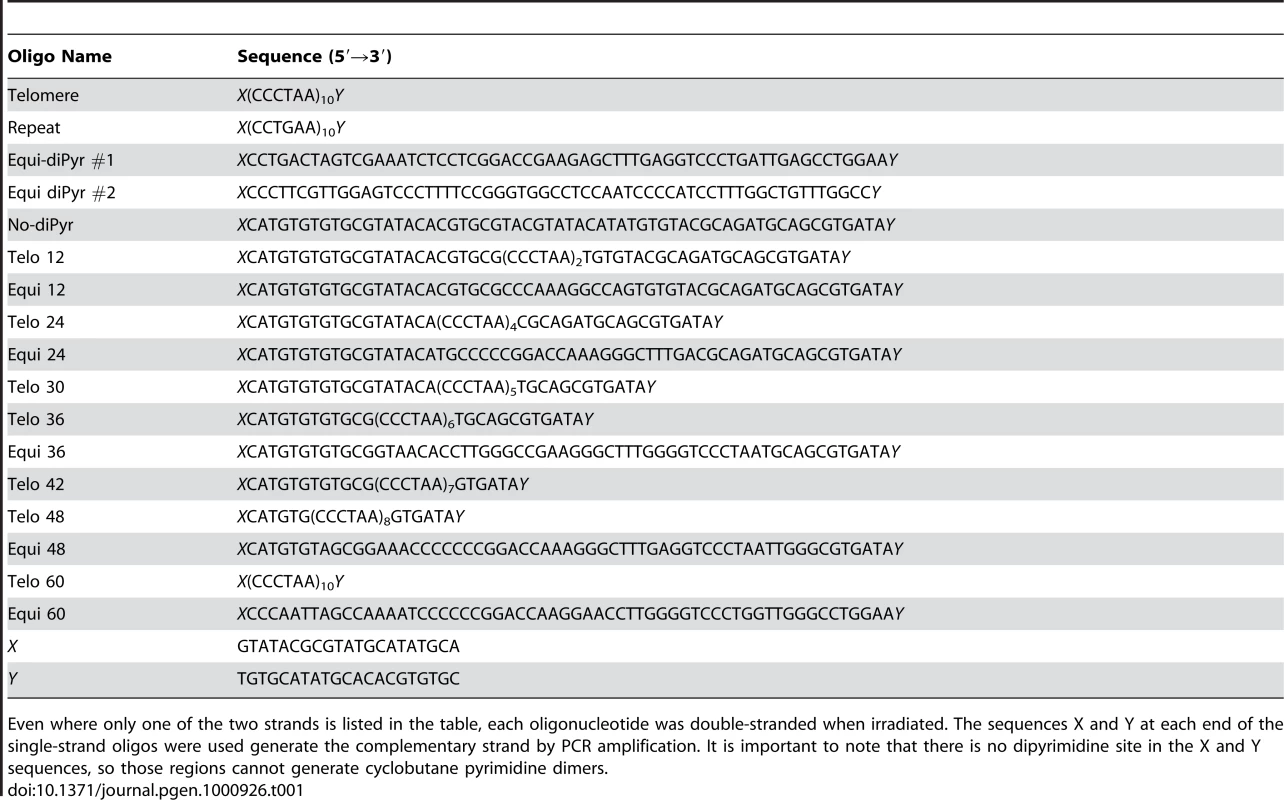List of oligonucleotides used for the dot-blot experiment.