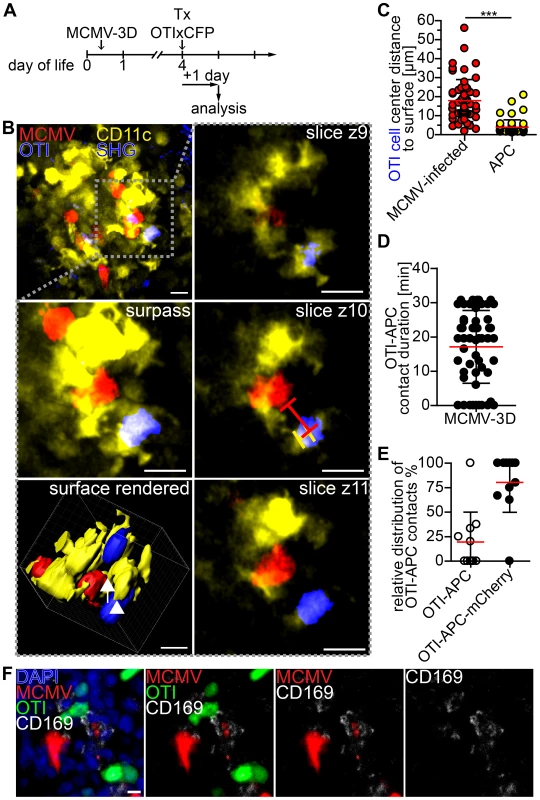 Visualization of cross-presentation within nodular inflammatory foci of neonatal mice.