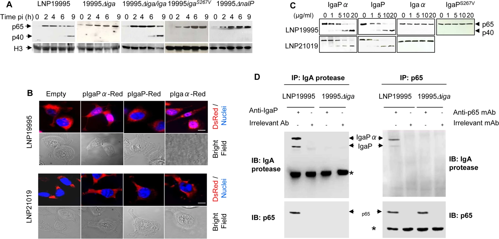 IgA protease of ST-11 isolates interacts with and mediates nuclear cleavage of p65/RelA.