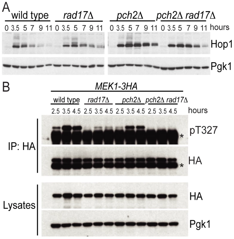 Pch2 and Rad17 promote Hop1 and Mek1 activation.