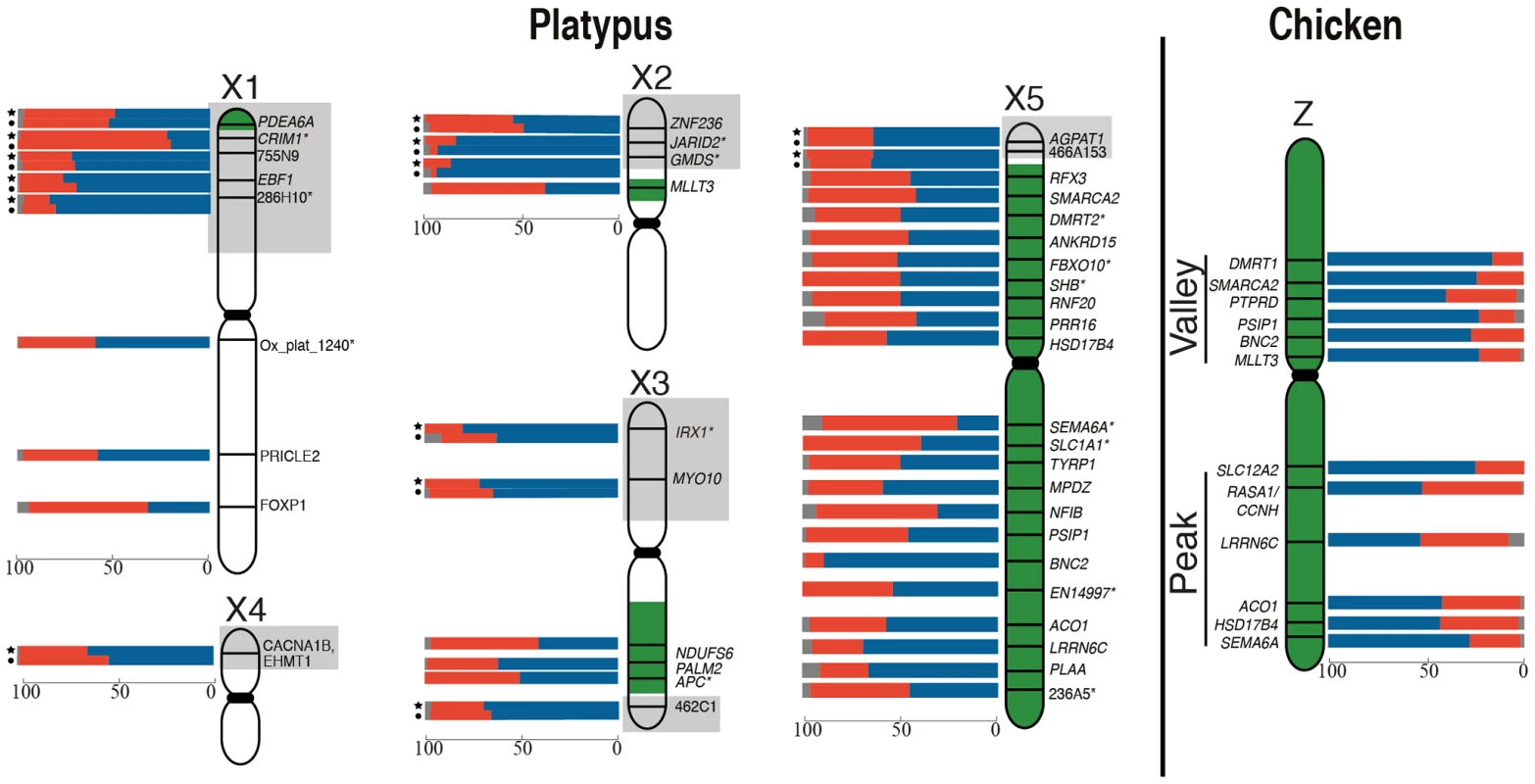 RNA-FISH activity maps of the platypus Xs and chicken Z chromosomes.