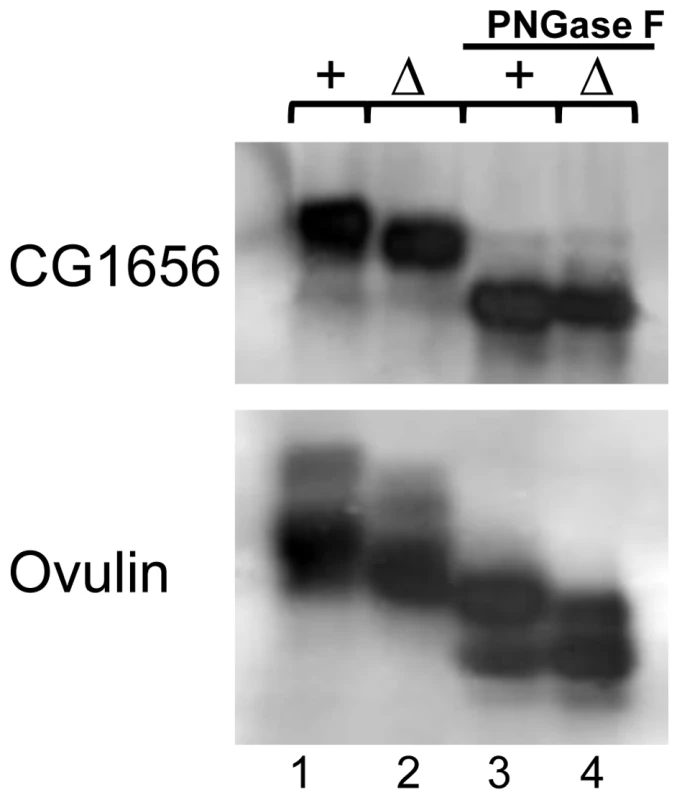 Glycosylation measurements of seminal fluid proteins in <i>iab-6<sup>cocu</sup></i> or control males.