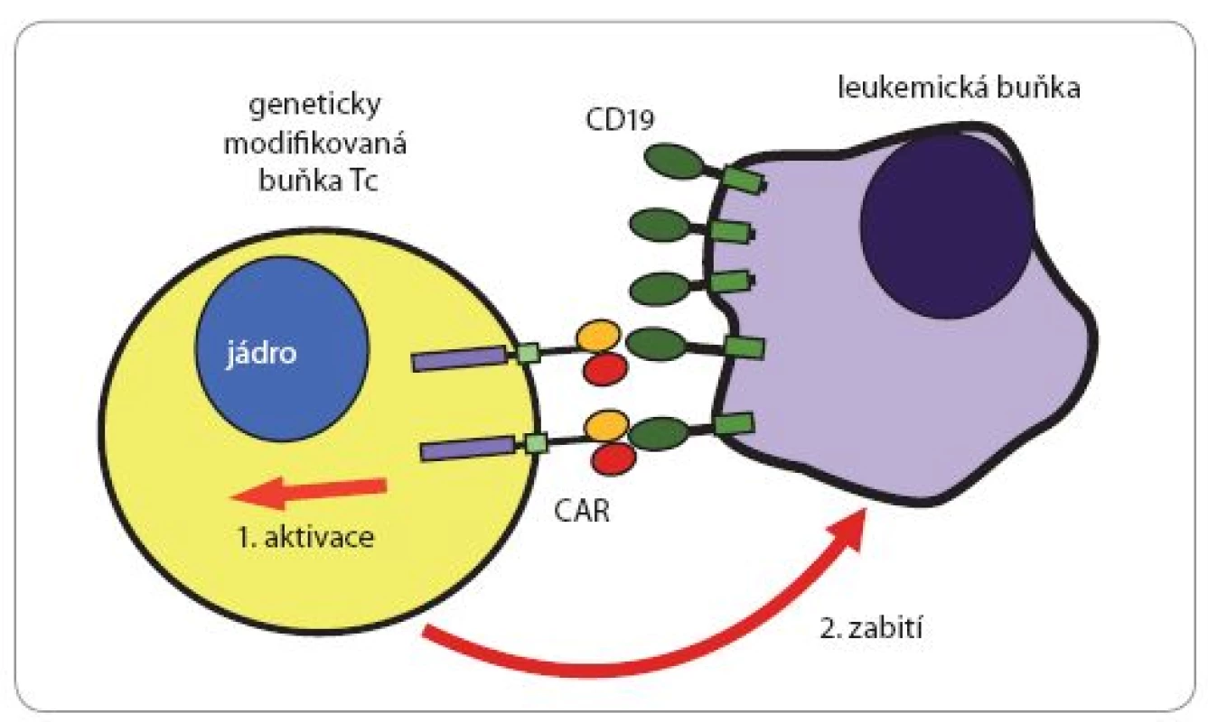 Likvidace leukemické buňky buňkou Tc nesoucí CAR (chimérický receptor).
