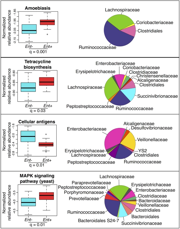 Normalized relative abundance of KEGG metabolic pathways significantly associated with &lt;i&gt;Entamoeba&lt;/i&gt; status in an ANOVA (q &amp;lt; 0.05 using the most abundant; ≤ 0.4% in at least one group) (left panel) and the relative contributions of each taxon for each pathway (right panel).