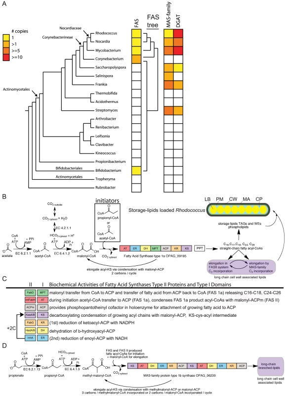 Phylogenetic and metabolic pathway features of lipid biosynthesis in <i>Rhodococcus</i>.