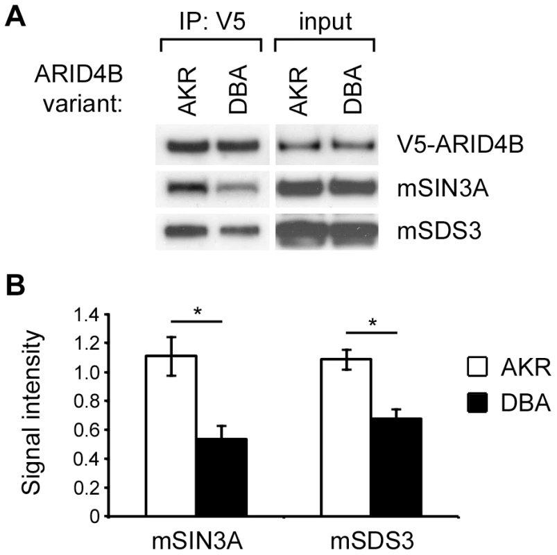 Differential binding of the AKR and DBA variants of ARID4B to the mSIN3A complex.