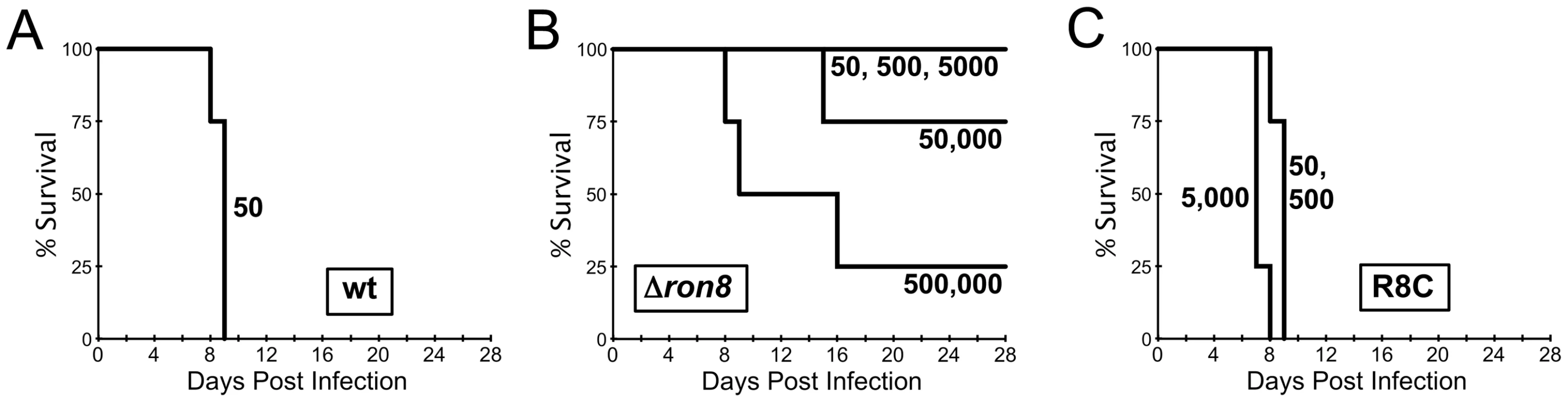 RON8-deficient parasites are severely compromised in establishing disease <i>in vivo</i>.