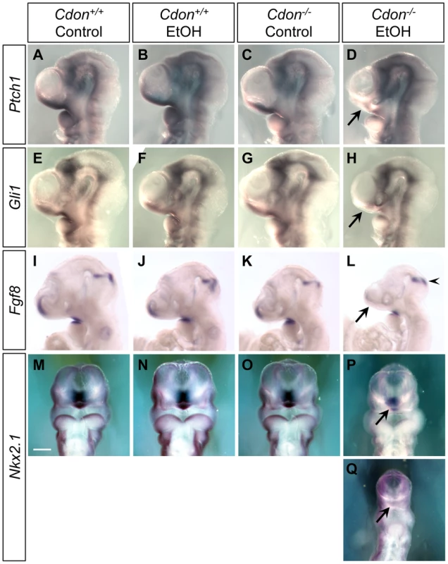 Defective expression of SHH pathway target genes in the ventral forebrains of ethanol-treated <i>Cdon<sup>−/−</sup></i> embryos.