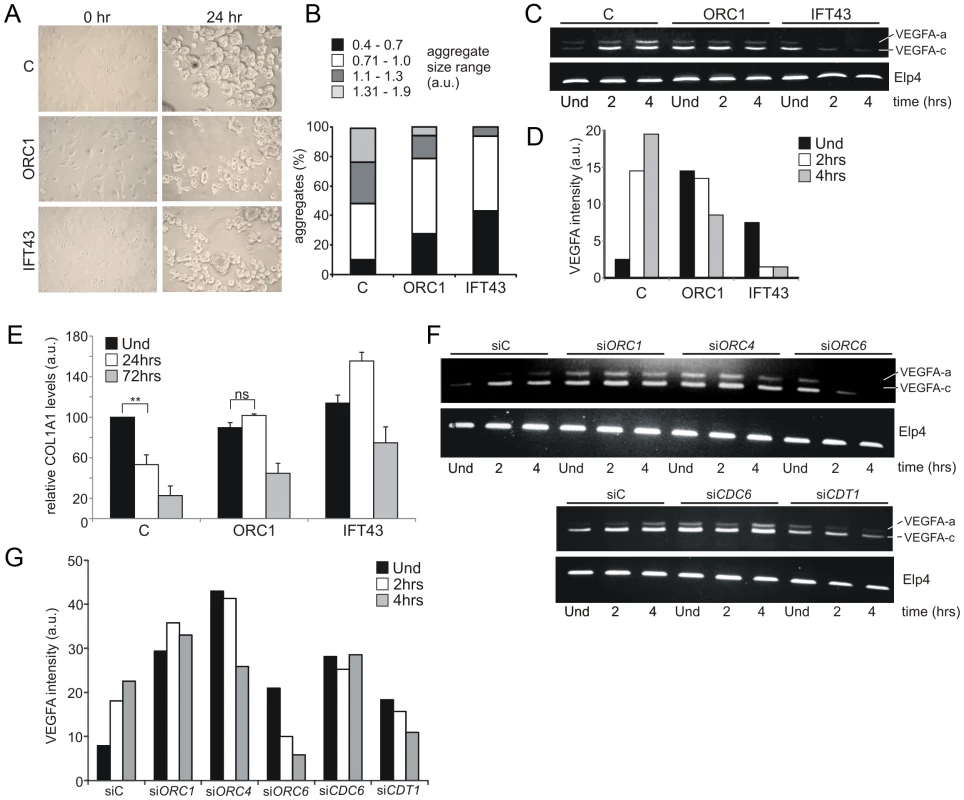 ORC1 Meier-Gorlin syndrome and IFT43 Sensenbrenner syndrome fibroblasts exhibit impaired chondroinduction.