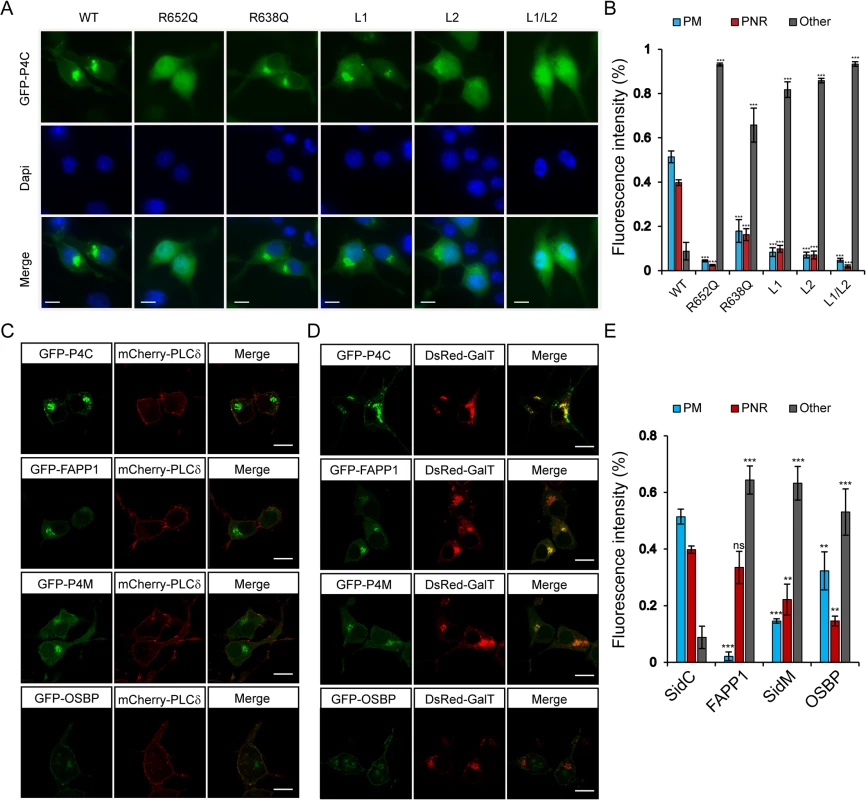 Intracellular localization of fluorescent protein fusions of the P4C domain from SidC.