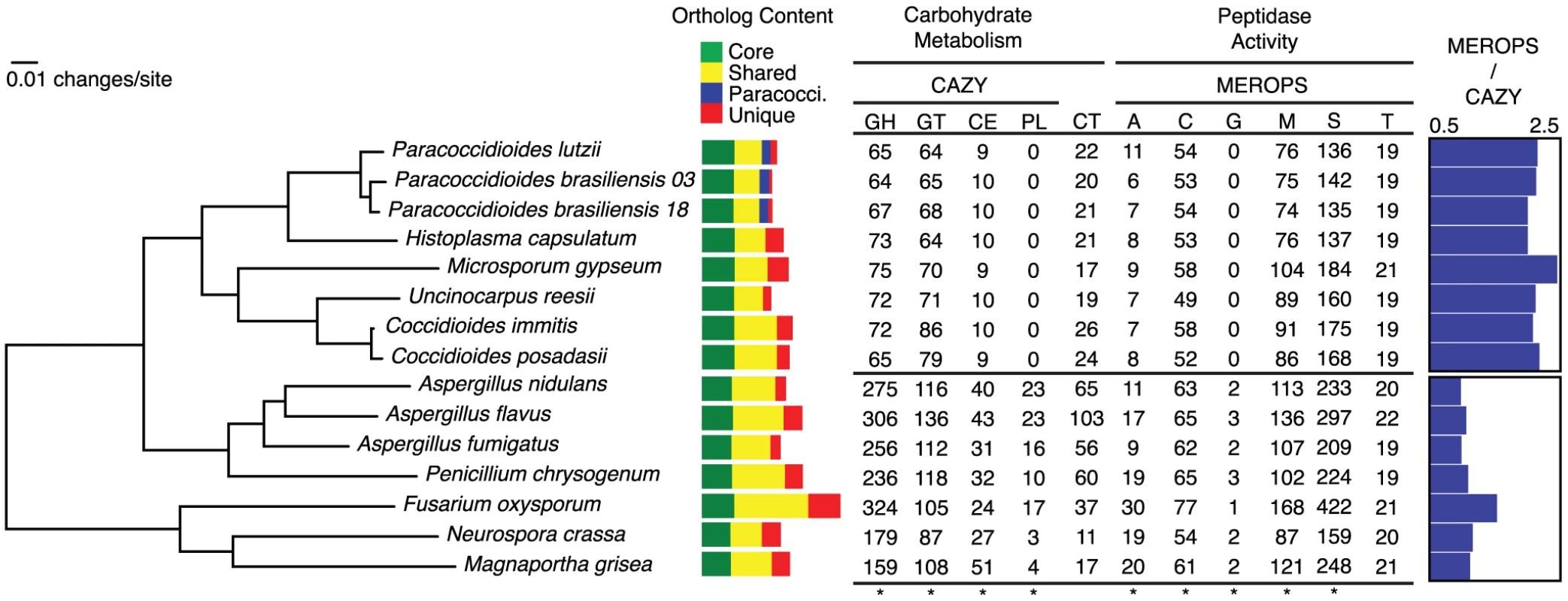 Phylogeny of the dimorphic fungi, shared gene content, and clade-specific carbohydrate and protein metabolism.
