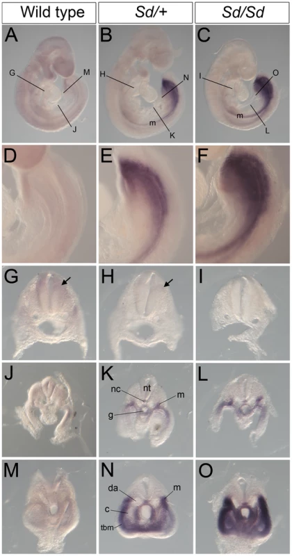 Ectopic expression of <i>Ptf1a</i> in <i>Sd/+</i> and <i>Sd/Sd</i> embryos at E9.5.