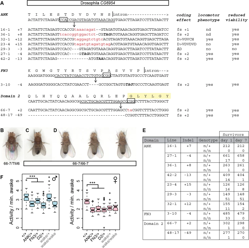 Genome editing of <i>Drosophila CG45058</i> exons results in severe locomotor deficits and early death.