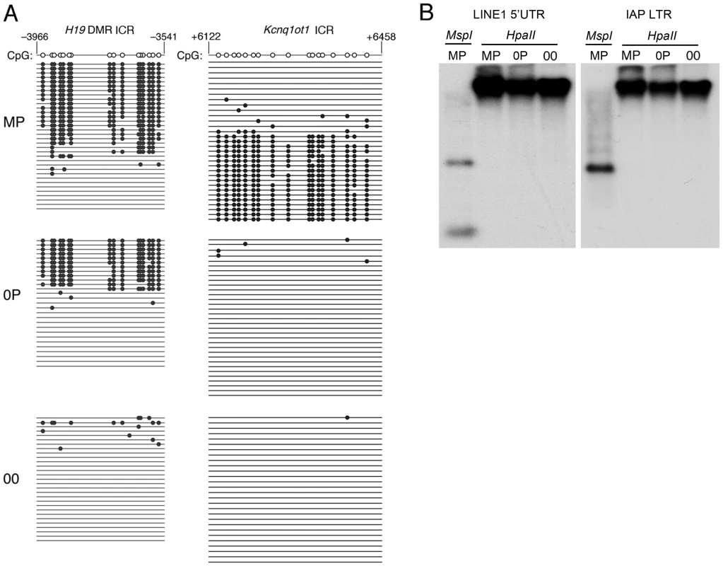 Methylation patterns in maternal-imprint free 0P and complete-imprint free 00 embryos at 8.5dpc.