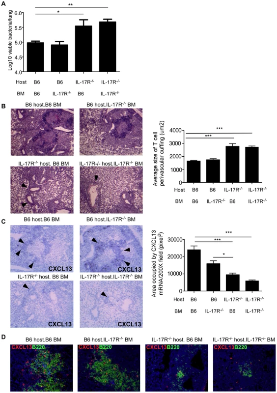IL-17R expression on non-hematopoietic cells is required for protective immunity against <i>Mtb</i> HN878.