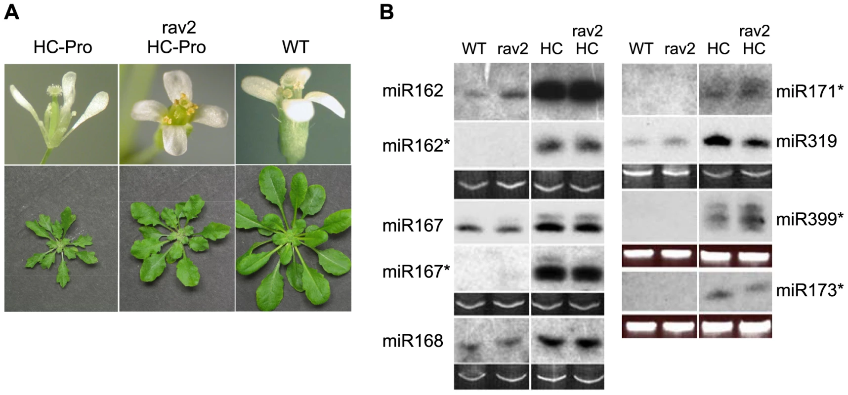 RAV2 is Required for Many HC-Pro-associated Morphological Anomalies but not for Defects in MicroRNA Biogenesis.