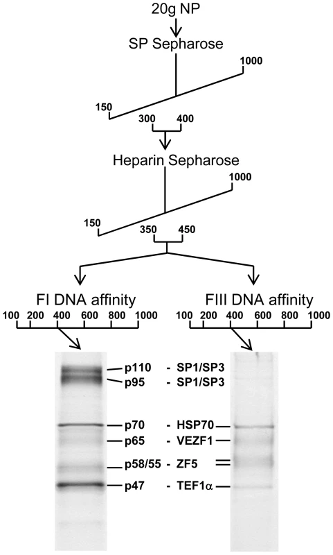 Purification of FI- and FIII-binding proteins.