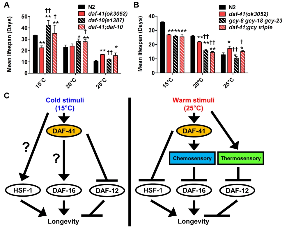 <i>daf-41</i> partially interacts with the chemosensory and thermosensory apparatus to regulate longevity.