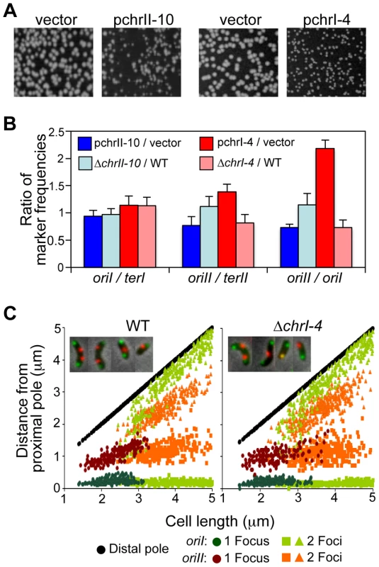 The newly identified RctB binding sites affect <i>V. cholerae</i> growth and chromosomal replication.