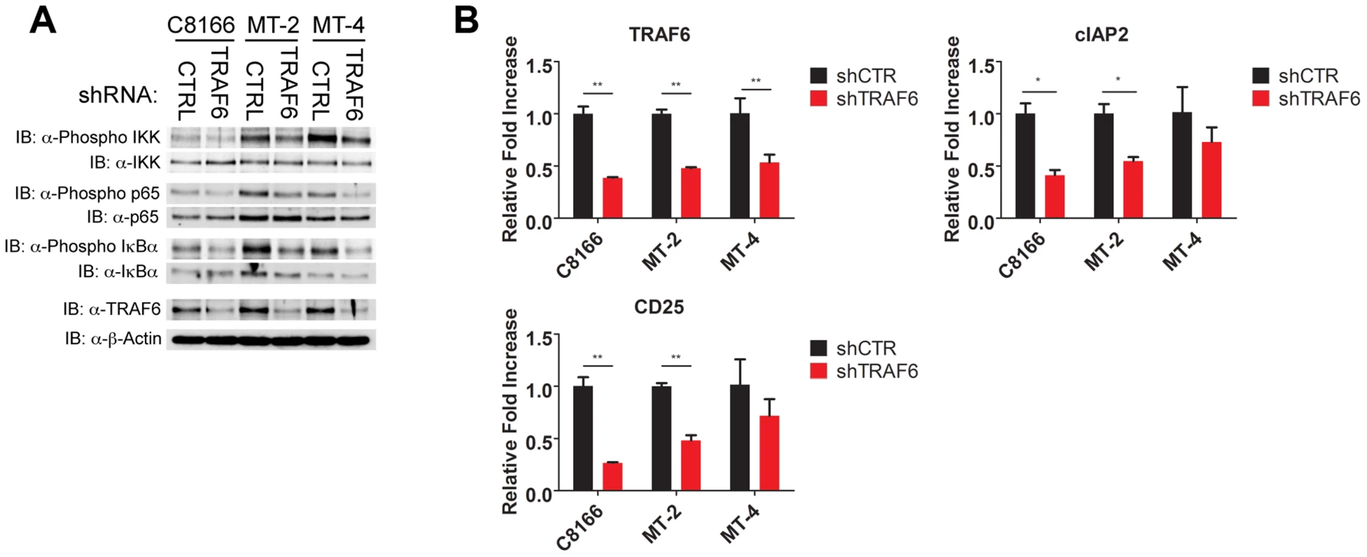 TRAF6 is required for NF-κB activation in HTLV-1 transformed T cells.