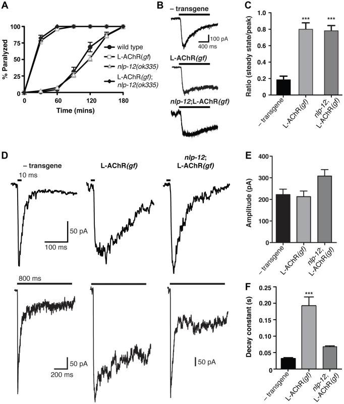 Evoked synaptic responses are prolonged in L-AChR(<i>gf</i>) animals and require <i>nlp-12</i>.