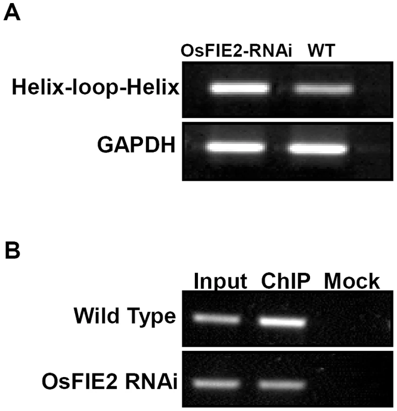 Reverse Transcription–PCR and ChIP PCR analysis of helix-loop-helix DNA binding domain containing gene in wild-type and <i>OsFIE2</i>-RNAi plants.